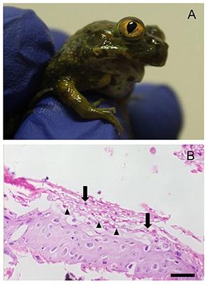 Chytridiomycosis Outbreak in a Chilean Giant Frog (Calyptocephalella gayi) Captive Breeding Program: Genomic Characterization and Pathological Findings